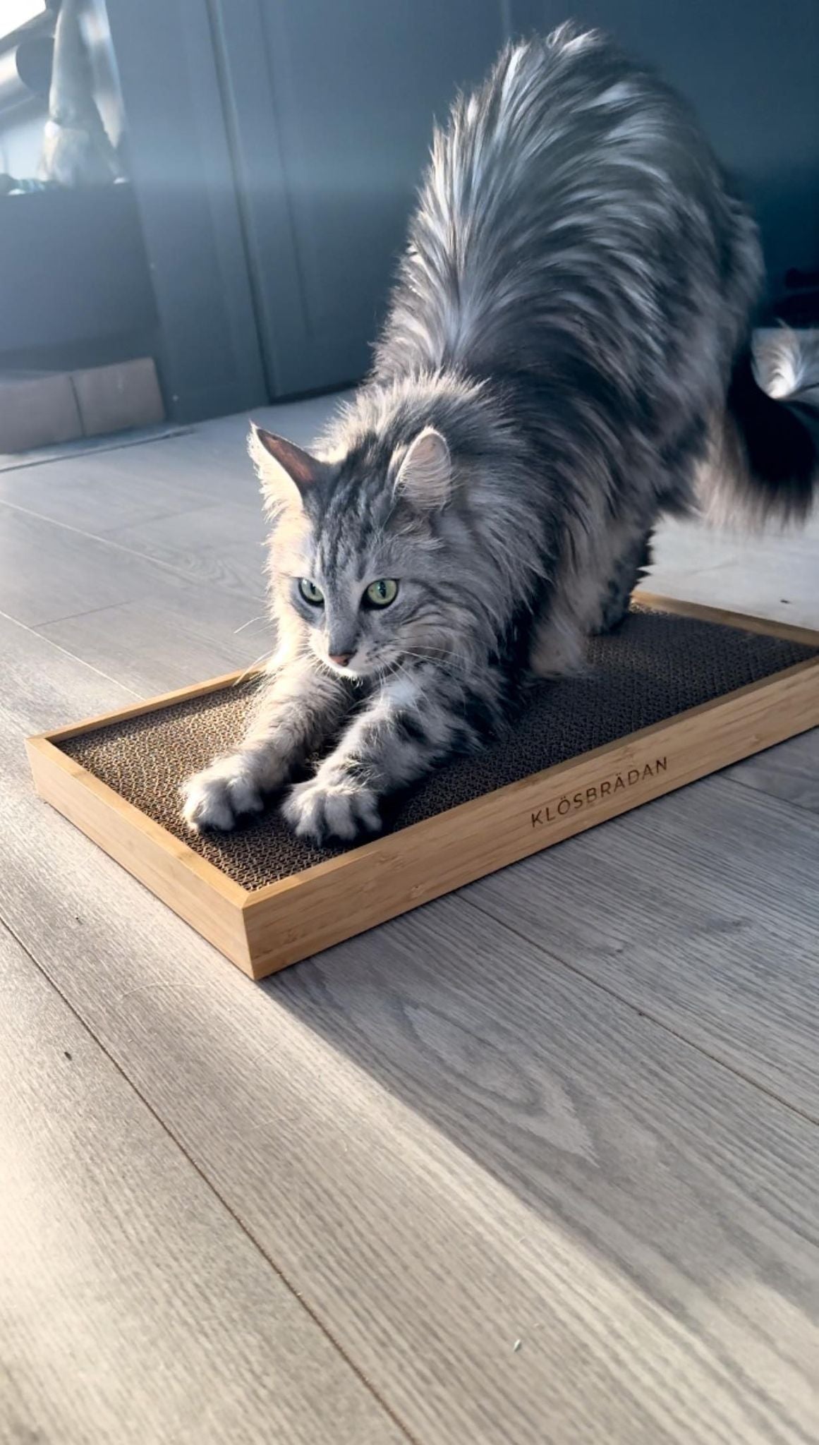 8 tips för en frisk och glad katt